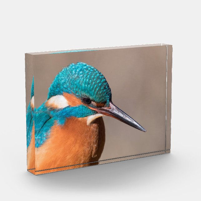 Kingfisher Nature Foto (Links)
