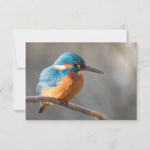 Kingfisher Nature Foto Card