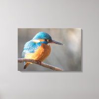Kingfisher Nature Foto
