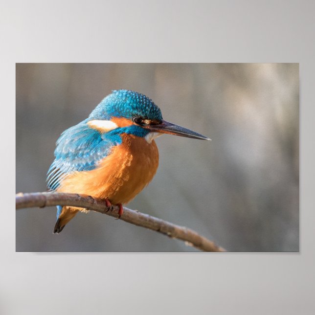 Kingfisher Nature Foto Poster (Vorne)