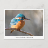 Kingfisher Nature Foto