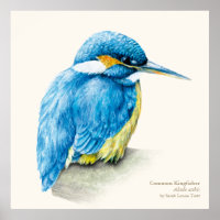 Kingfisher Ornithological Fine Art Poster