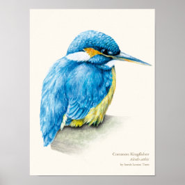Kingfisher Ornithology Portrait Fine Art Print Poster