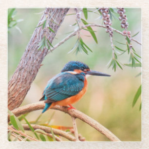 Kingfisher Perched auf Branch Glasuntersetzer