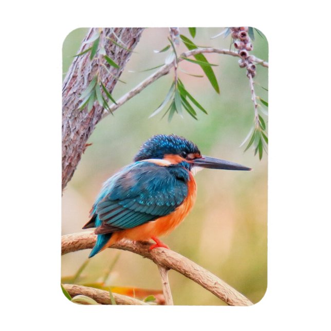 Kingfisher Perched auf Branch Magnet (Vertikal)