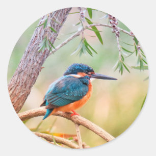 Kingfisher Perched auf Branch Runder Aufkleber
