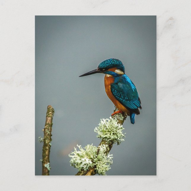 Kingfisher Postcard Postkarte (Vorderseite)