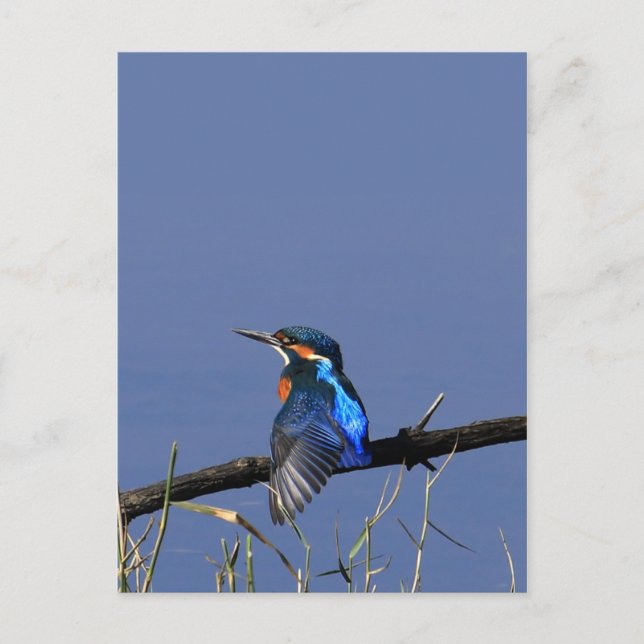 Kingfisher Postcard Postkarte (Vorderseite)