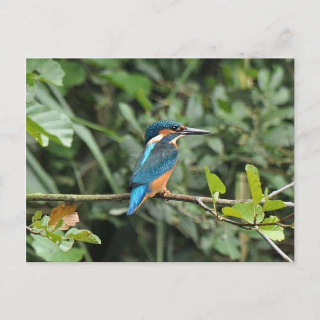 Kingfisher Postcard Postkarte (Vorderseite)