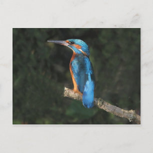 Kingfisher Postkarte