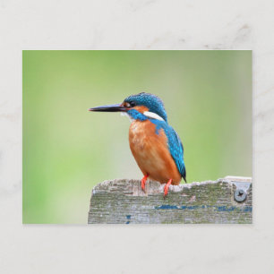 Kingfisher Postkarte