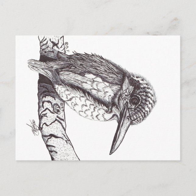 KINGFISHER POSTKARTE (Vorderseite)