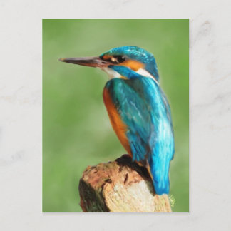 Kingfisher Postkarte
