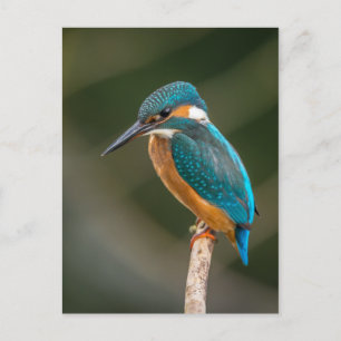 Kingfisher Postkarte