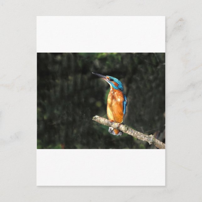 Kingfisher Postkarte (Vorderseite)