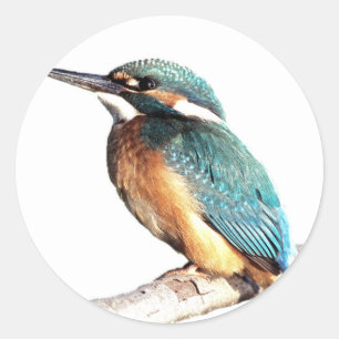 ‚Kingfisher‘ Runder Aufkleber