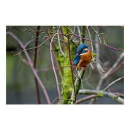 Kingfisher saß auf einem kleinen Zweig Poster