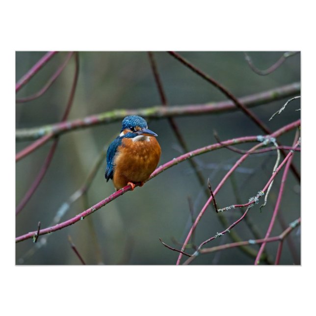 Kingfisher sitzend auf einem Zweig Poster (Vorderseite)