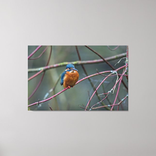 Kingfisher v2 leinwanddruck (Vorderseite)