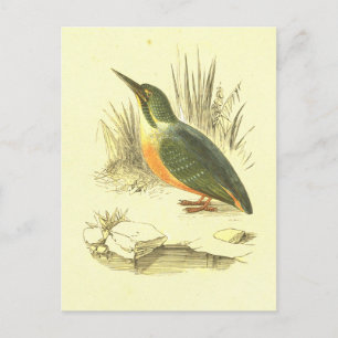 Kingfisher Vintag Bird Lithograph Postkarte