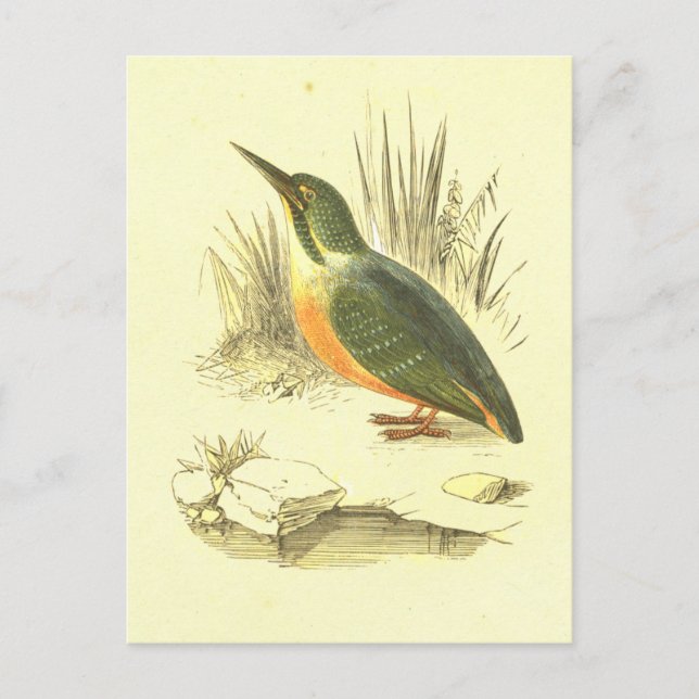 Kingfisher Vintag Bird Lithograph Postkarte (Vorderseite)