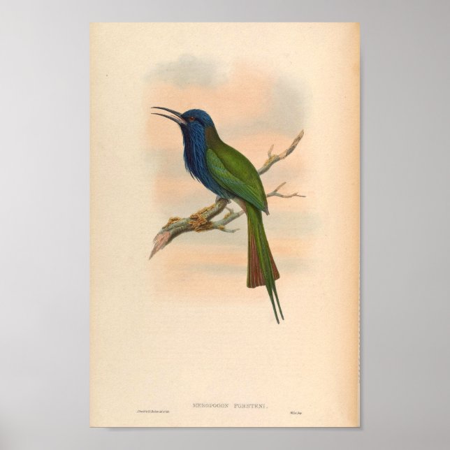 Kingfisher Vintag Bird Meropogon Forsteni Poster (Vorne)