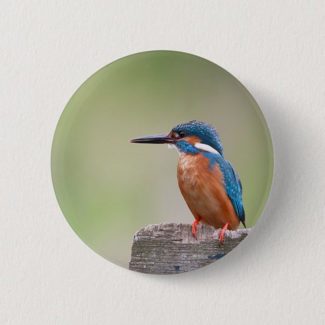 Kingfisher-Vogel. Button (Vorderseite)
