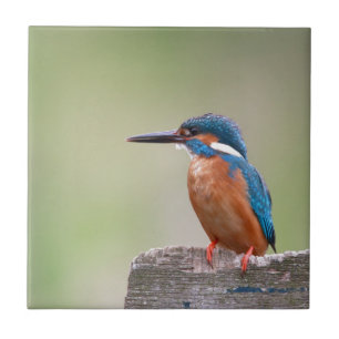 Kingfisher-Vogel. Fliese