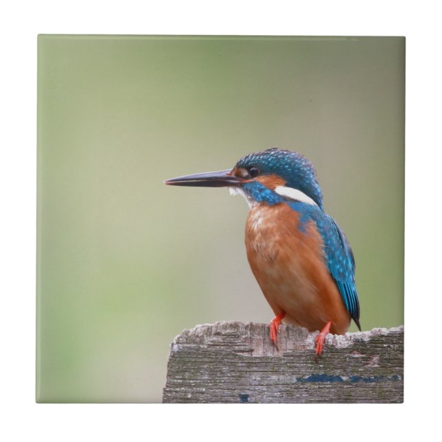 Kingfisher-Vogel. Fliese (Vorderseite)