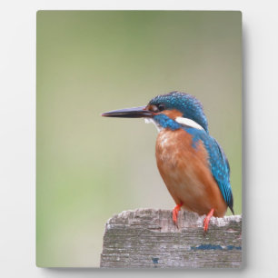 Kingfisher-Vogel. Fotoplatte