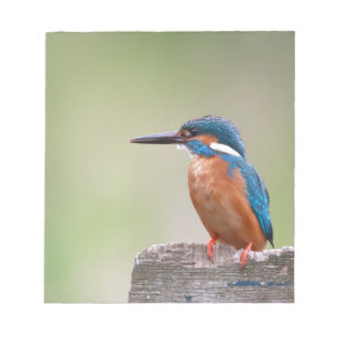 Kingfisher-Vogel. Notizblock
