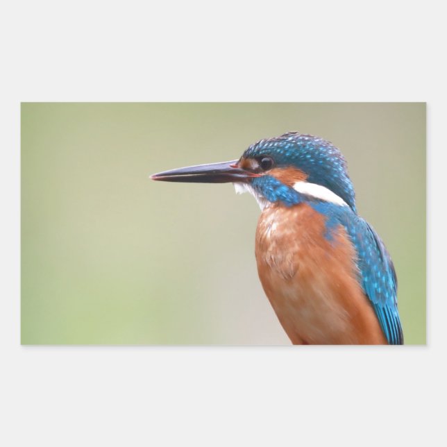 Kingfisher-Vogel. Rechteckiger Aufkleber (Vorderseite)