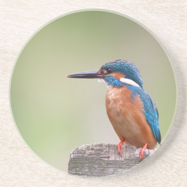 Kingfisher-Vogel. Sandstein Untersetzer (Vorne)