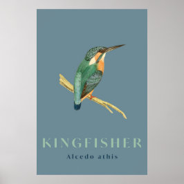 Kingfisher Vogel Vintage Poster