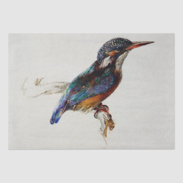 Kingfisher (von John Ruskin) Seidenpapier (Vorderseite)