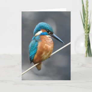 Kingfisher wartete. karte