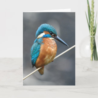 Kingfisher wartete. karte