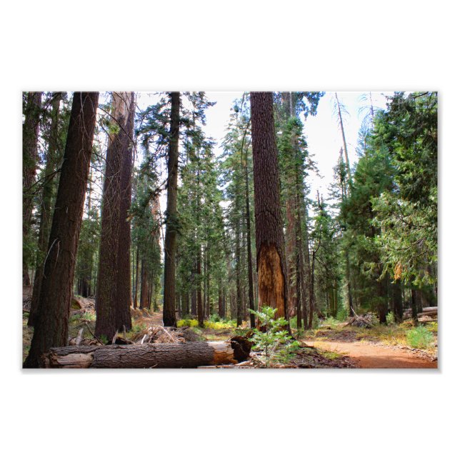 Kings Canyon National Park Fotodruck (Vorne)