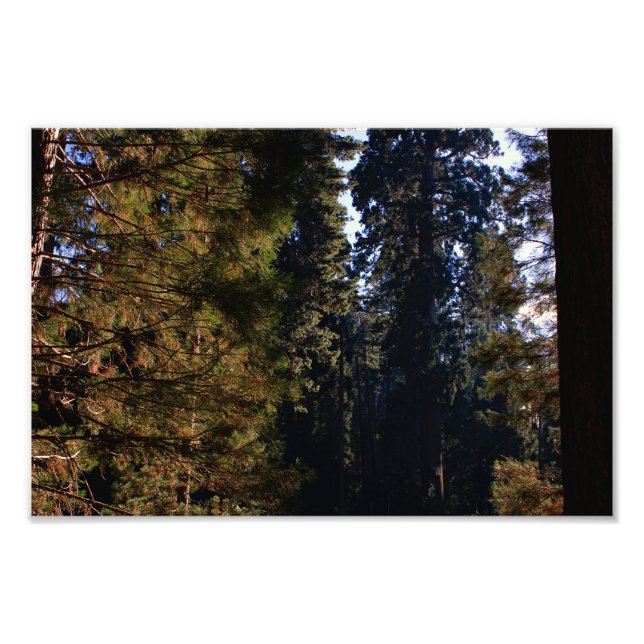 Kings Canyon National Park Fotodruck (Vorne)