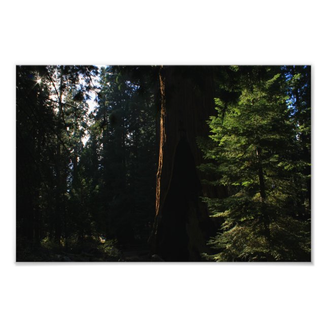 Kings Canyon National Park Fotodruck (Vorne)