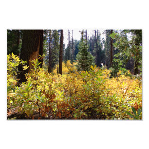 Kings Canyon National Park Fotodruck