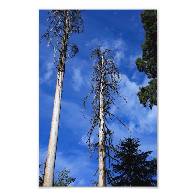 Kings Canyon National Park Fotodruck (Vorne)