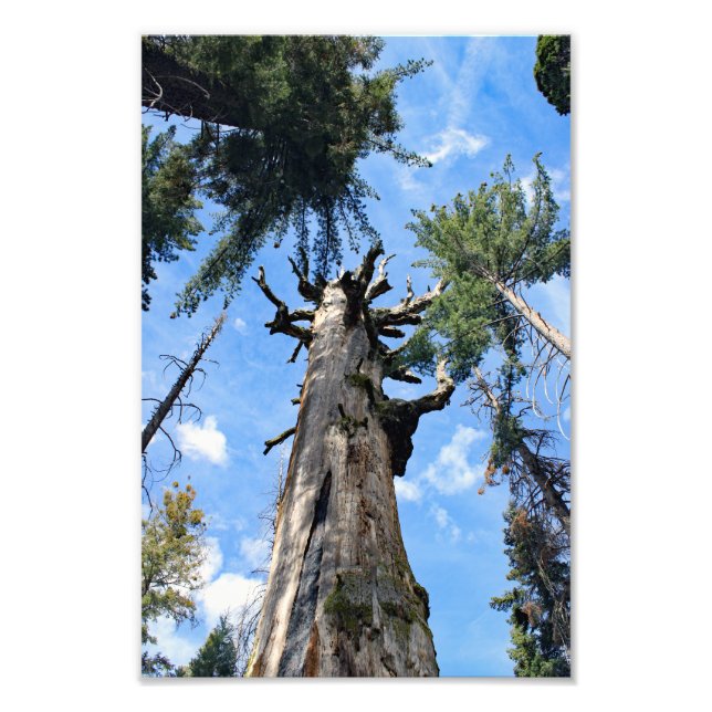 Kings Canyon National Park Fotodruck (Vorne)