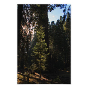 Kings Canyon National Park Fotodruck