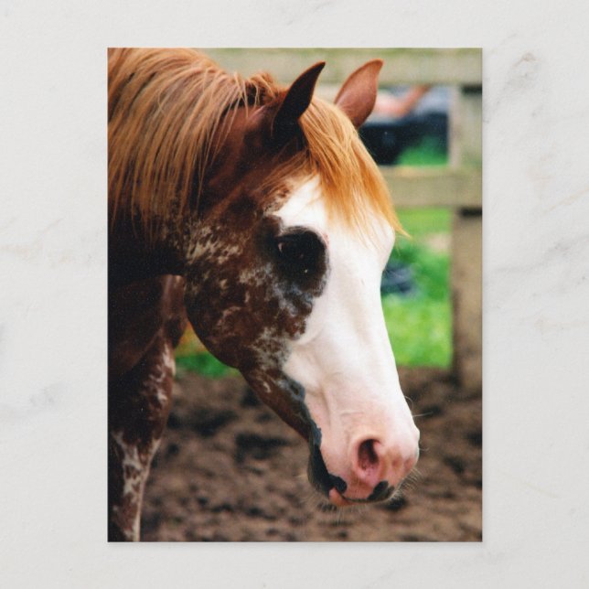 Kings Extravagant Girl Postkarte (Vorderseite)