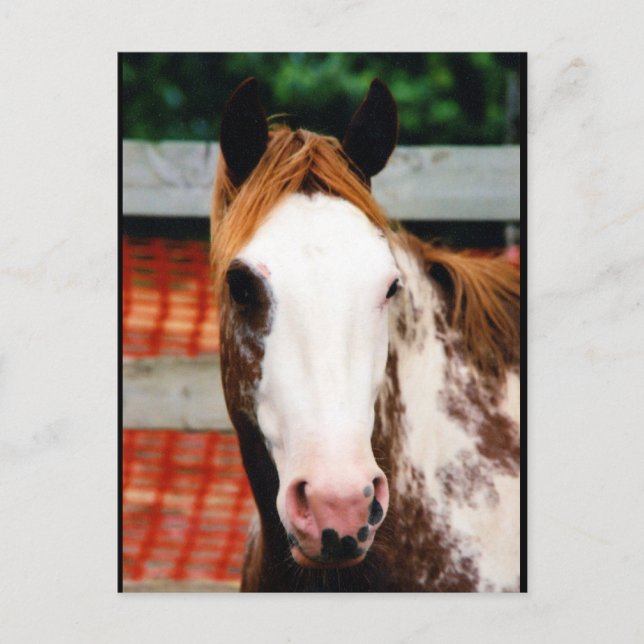 Kings Extravagant Girl Postkarte (Vorderseite)