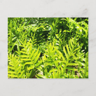 King's Fern Postcard Postkarte