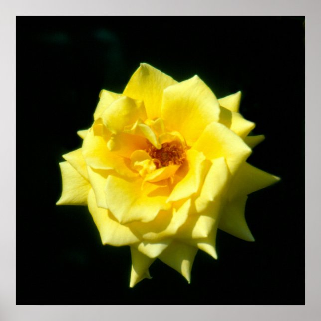 King's Ransom, Hybrid-Tee-Rose Poster (Vorne)