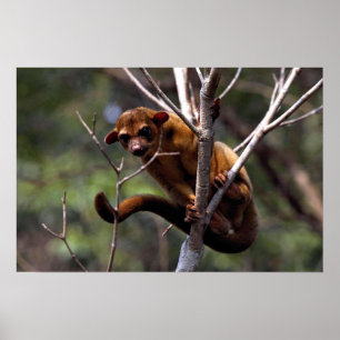 Kinkajou (Potos flavus) Poster