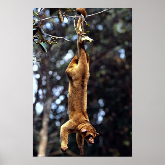 Kinkajou (Potos flavus) Poster